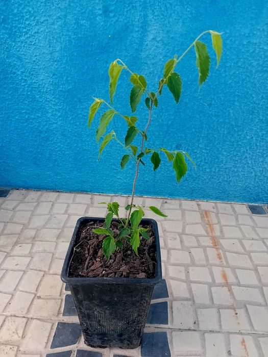 Arvore Lódão bastardo celtis Australis