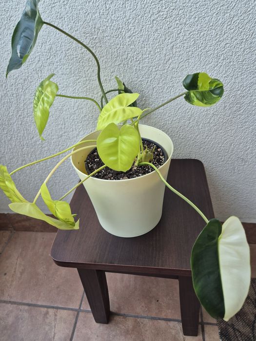 Filodendron Burle Marx Variegata