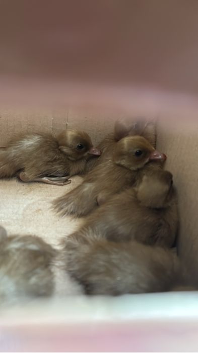 Patos ornamemtais bebes