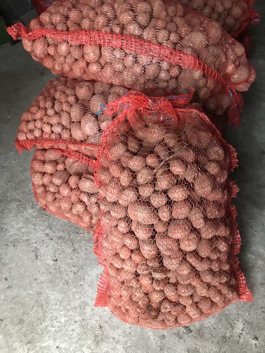 Ziemniaki odpadowe - paszowe