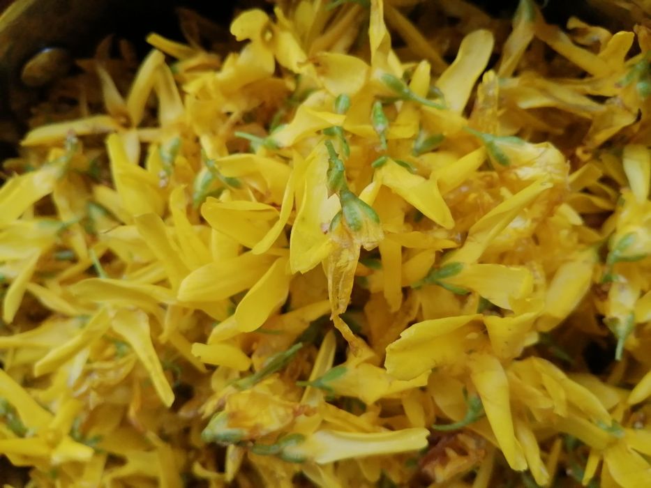 Syrop z kwiatów forsycji