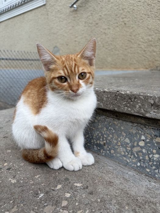 Віддам котиків у добрі руки