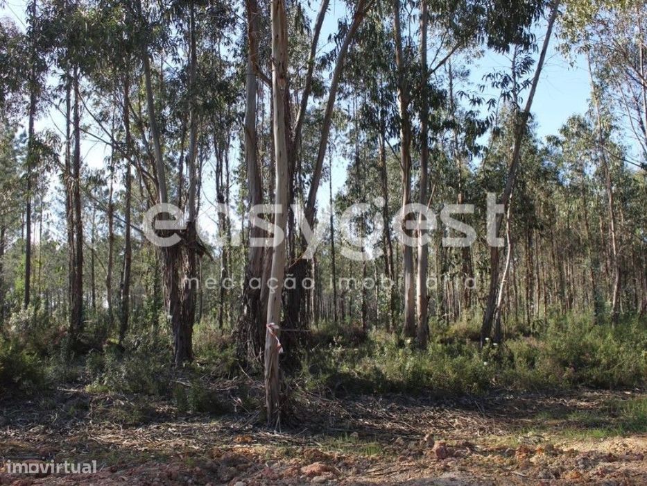Terrenos com área total de 11080m2 maioritariamente Pinhal