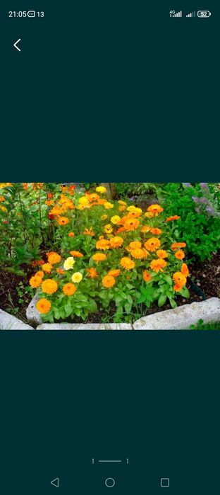 Семена календули.