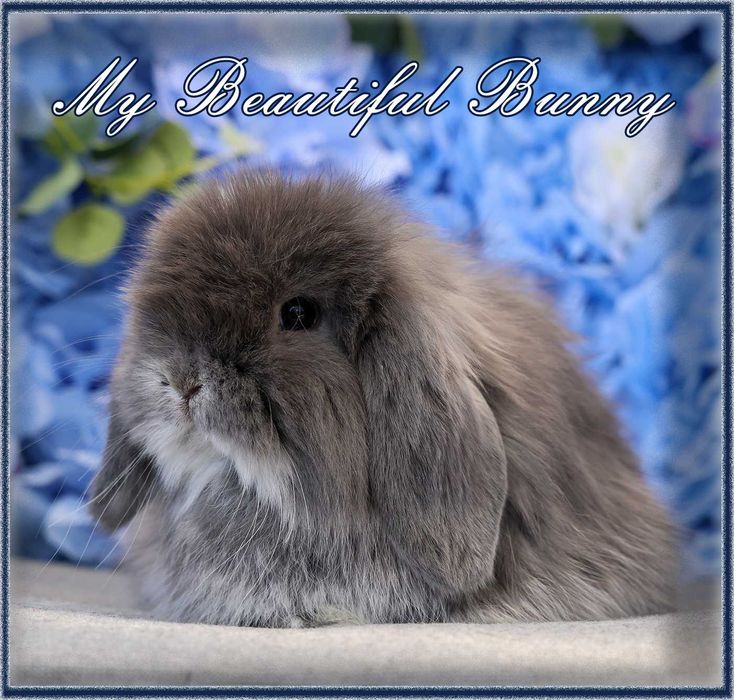 Młody Króliczek 100% Mini Lop - Blue Otter