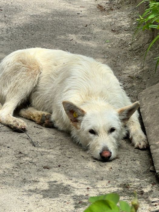 Шукає дім хлопчик білого кольору