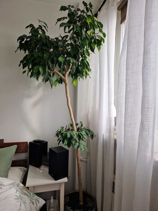 Fikus Benjamin Drzewo duży 40 lat