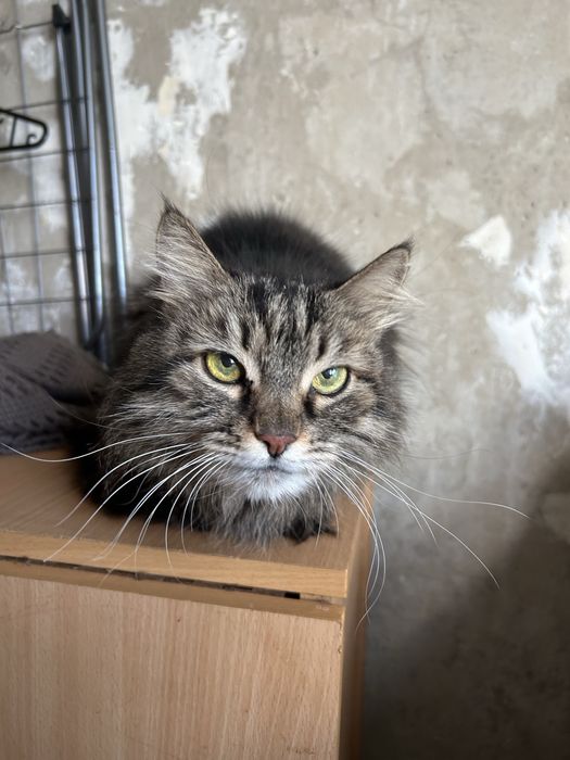 Отдам кошку в хорошие руки