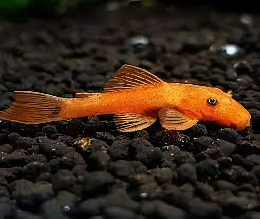 Ancistrus red e albinos. 5€