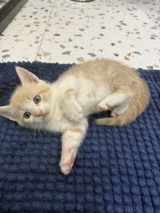Кошенята котята хлопчики безкоштовно