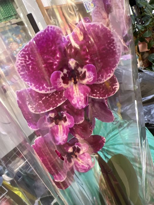 Орхідея Бігліп сортові