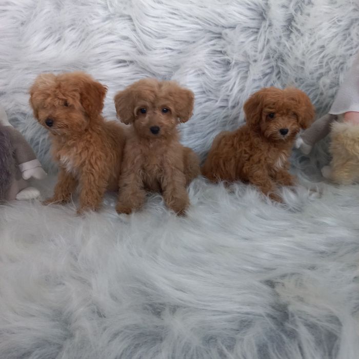 Гарні яскраві та здорові