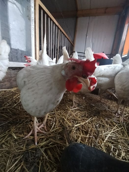 Sprzedam jaja lęgowe rasy Leghorn