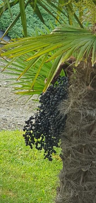 nasiona Trachycarpus Fortunei x Trachycarpus Wagnerianus Hybryda 100 sz