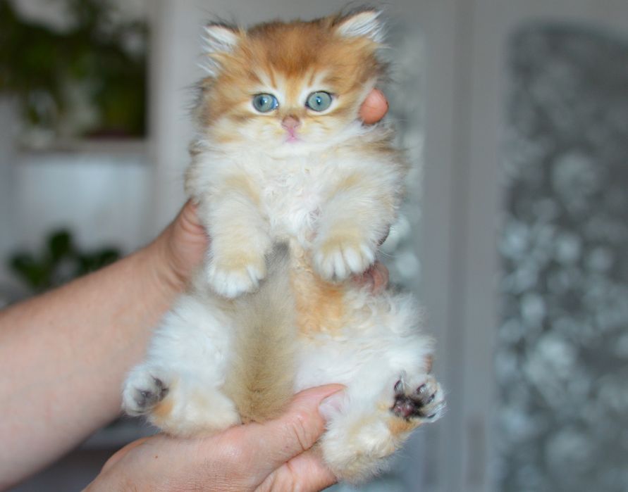 Шикарні котятка шотландці