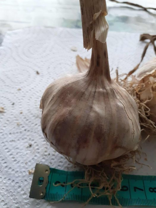 Harnaś na kg. Cena za kg 10. Klasa 1