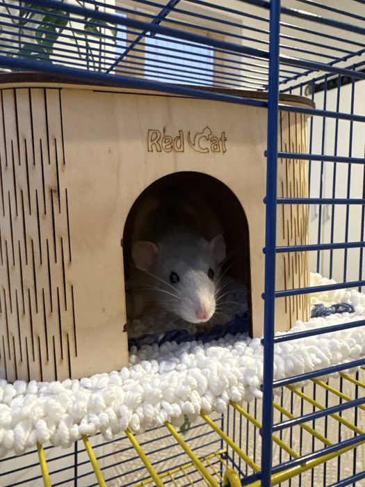 Віддам в хороші руки двух пацюків з кліткою