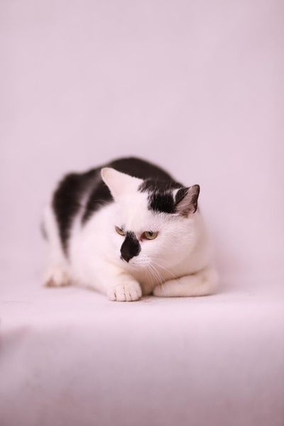 Chanel - wyjątkowa kotka w każdym calu czeka na adopcję