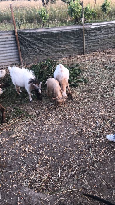 Cabras anãs muito doceis