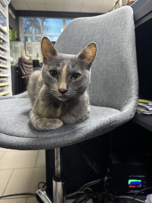 віддаємо котика