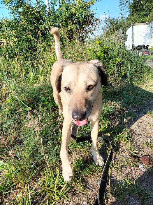 Meesi piesek ze schroniska w Rybniku