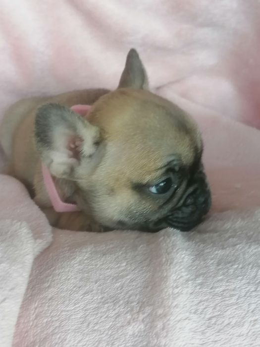 Bulldog francês red fawn