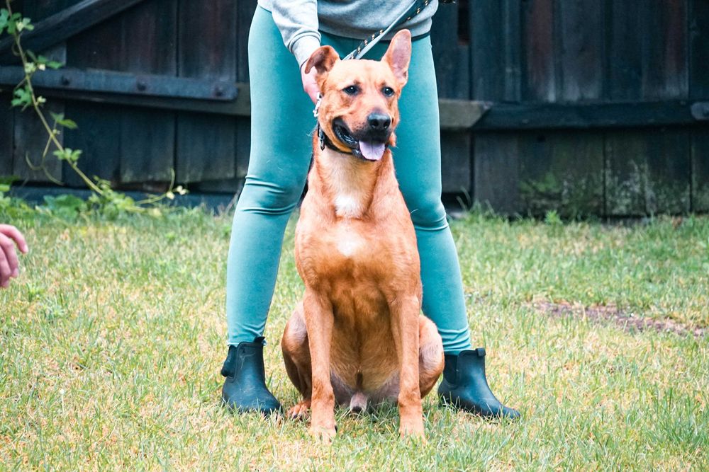 CYGAN - wesoły, młody , duży pies