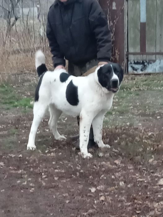 Кобель алабай вязка