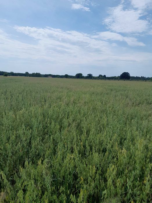 Owies ozimy Snowbird Kws  po centrali gęstość 51,1