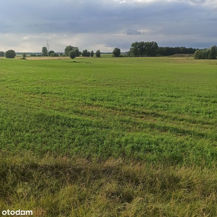 NOWA CENA 80 zł/m2 Działki inwestycyjne Kościan 5533 m² - Widok 2