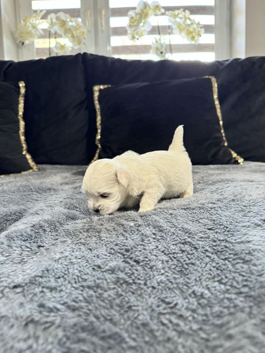 Maltańczyk szczenie