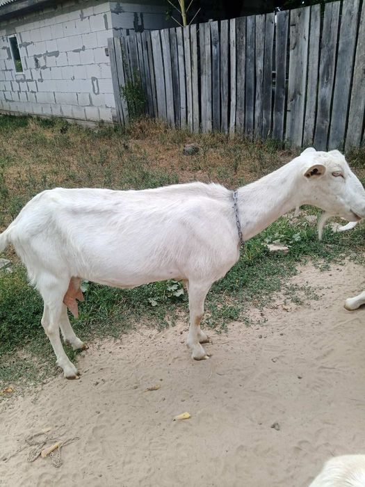 Продам козу заанонубійка