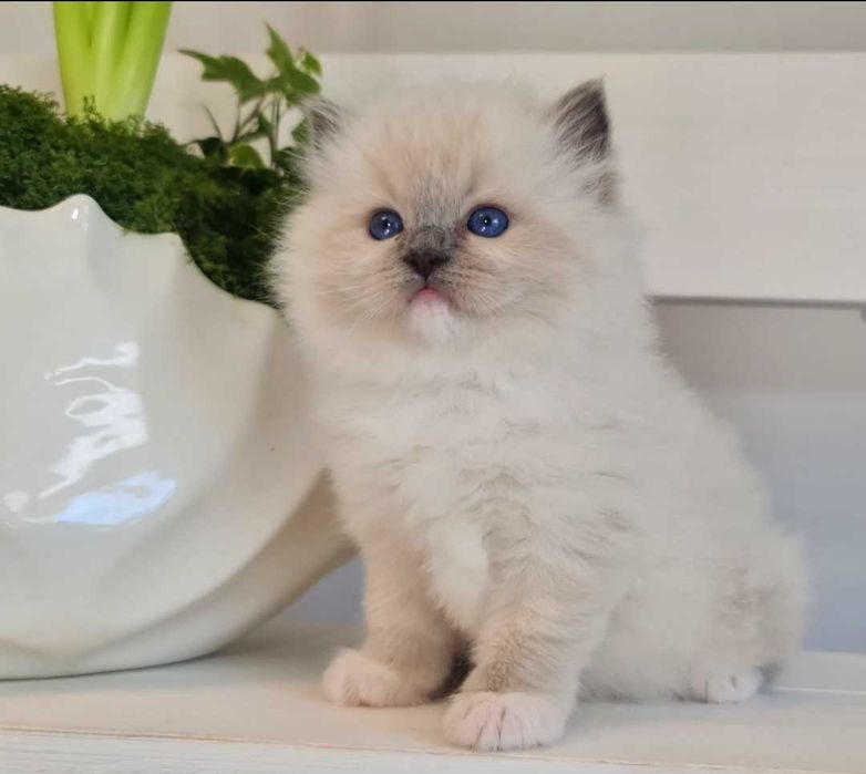 Kotka Ragdoll blue mitted z rodowodem