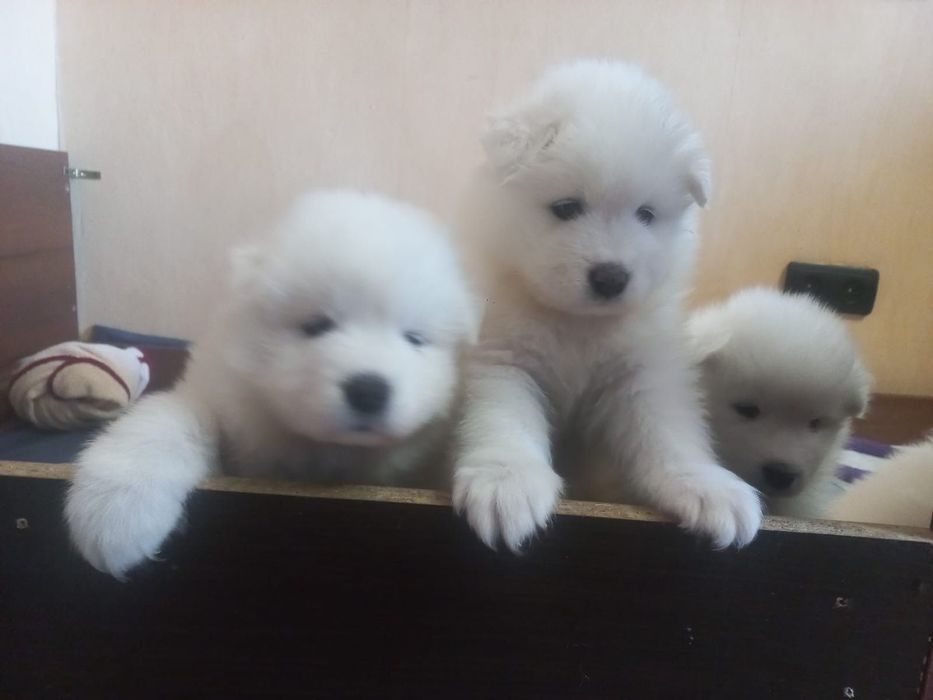 Szczeniak Samoyed odbiór samiec