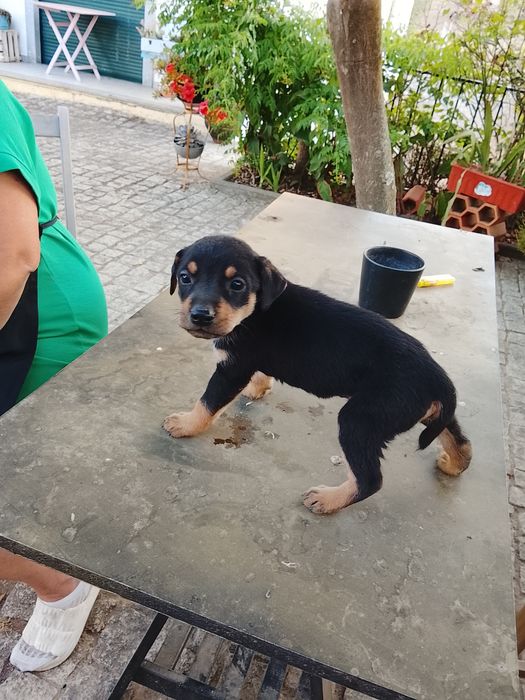 Cachorrinhos para adoção