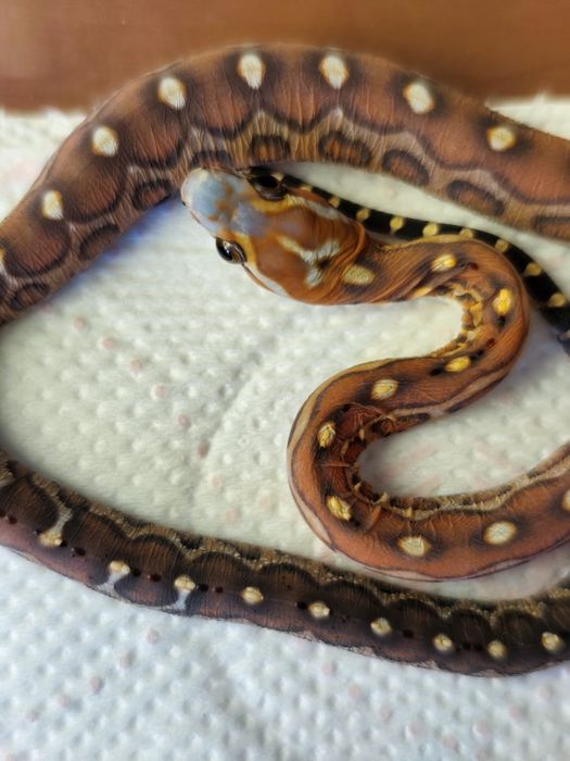 Wąż zbożowy scaleless bez łusek samiczka