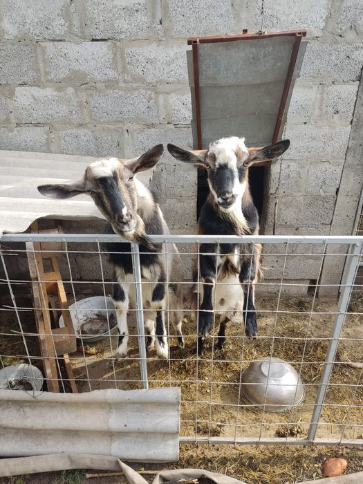 Козлики молоді півтора року двое