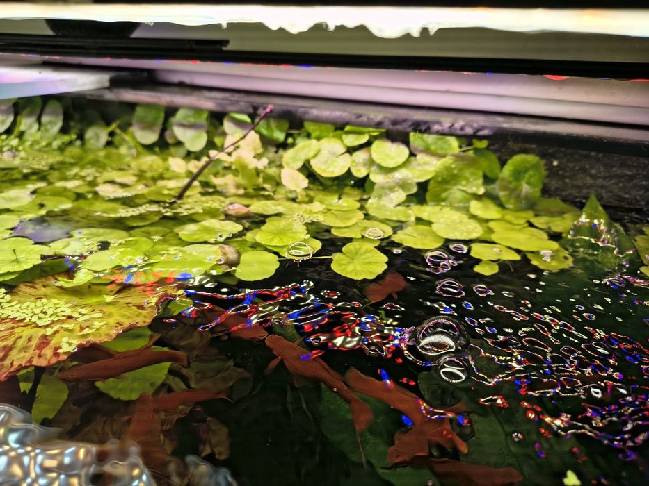 Rośliny akwariowe różne gatunki