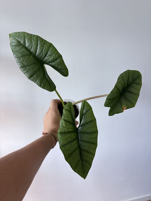 Alocasia Bisma, planta da casa