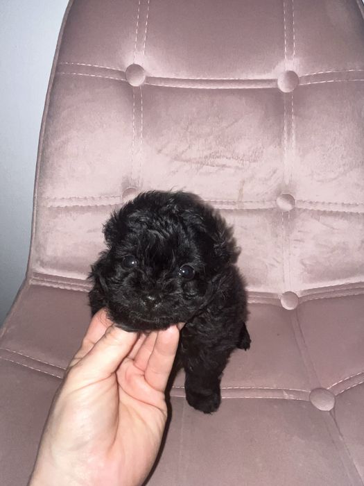 Suczka pomapoo  czarna