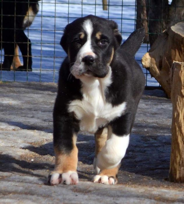 Великолепные щенки САО