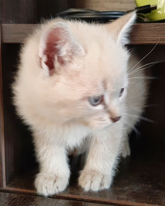 Котенок девочка Британская Блю Поинт