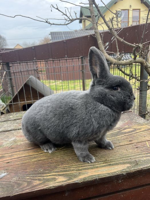 Wiedeński niebieski samica