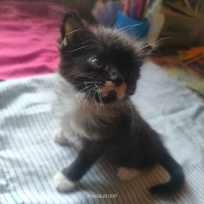 кошенят за 100 грн