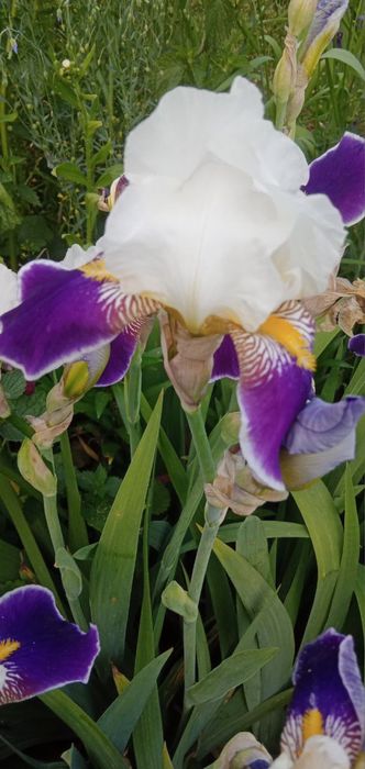 Іриси, цибулька, алліум