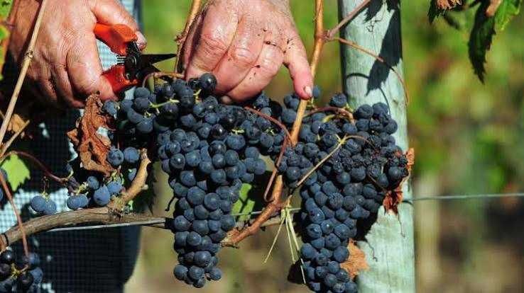 Vendo uvas na zona de Mirandela de varias qualidades