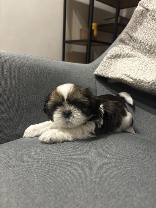 Piesek Shih tzu gotowy do odboru