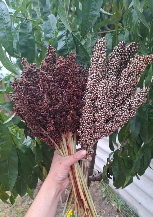 Сорго і просо 2025 року