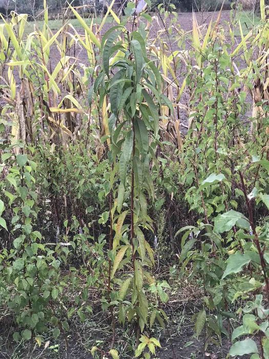 Саджанці плодових та декоративних дерев кущі ягід та штамбові рослини