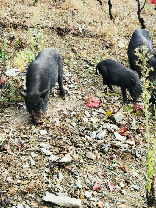 Porquinho anão vietnamita